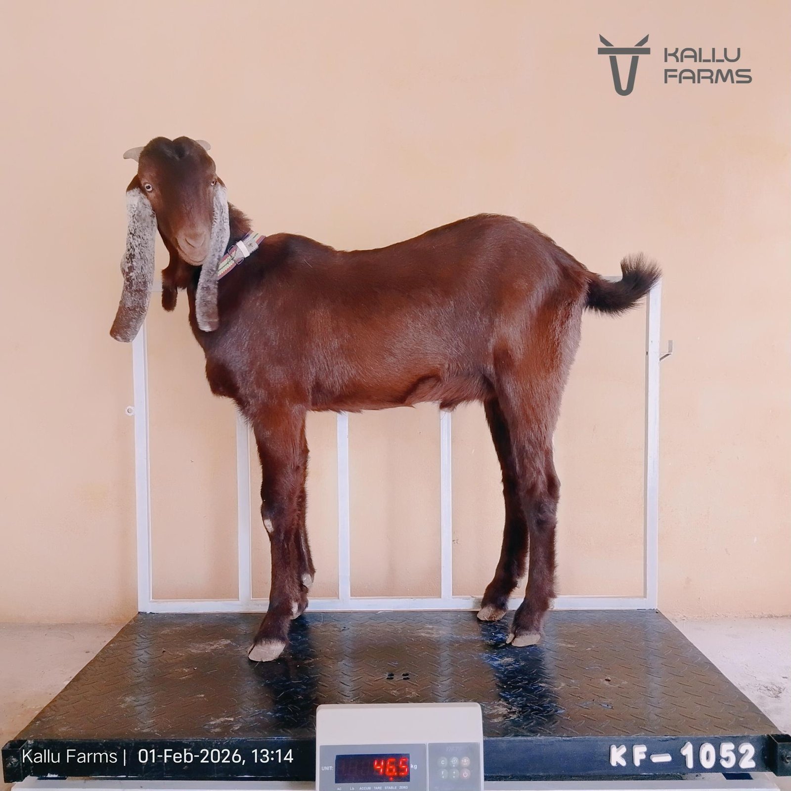 kf-1052-bakra-for-qurbani-eid-2026-kallu-farms-0201
