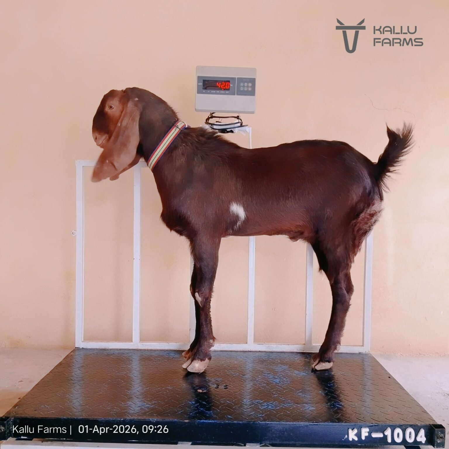 Top Qurbani Bakra for Sale - Buy Online Now