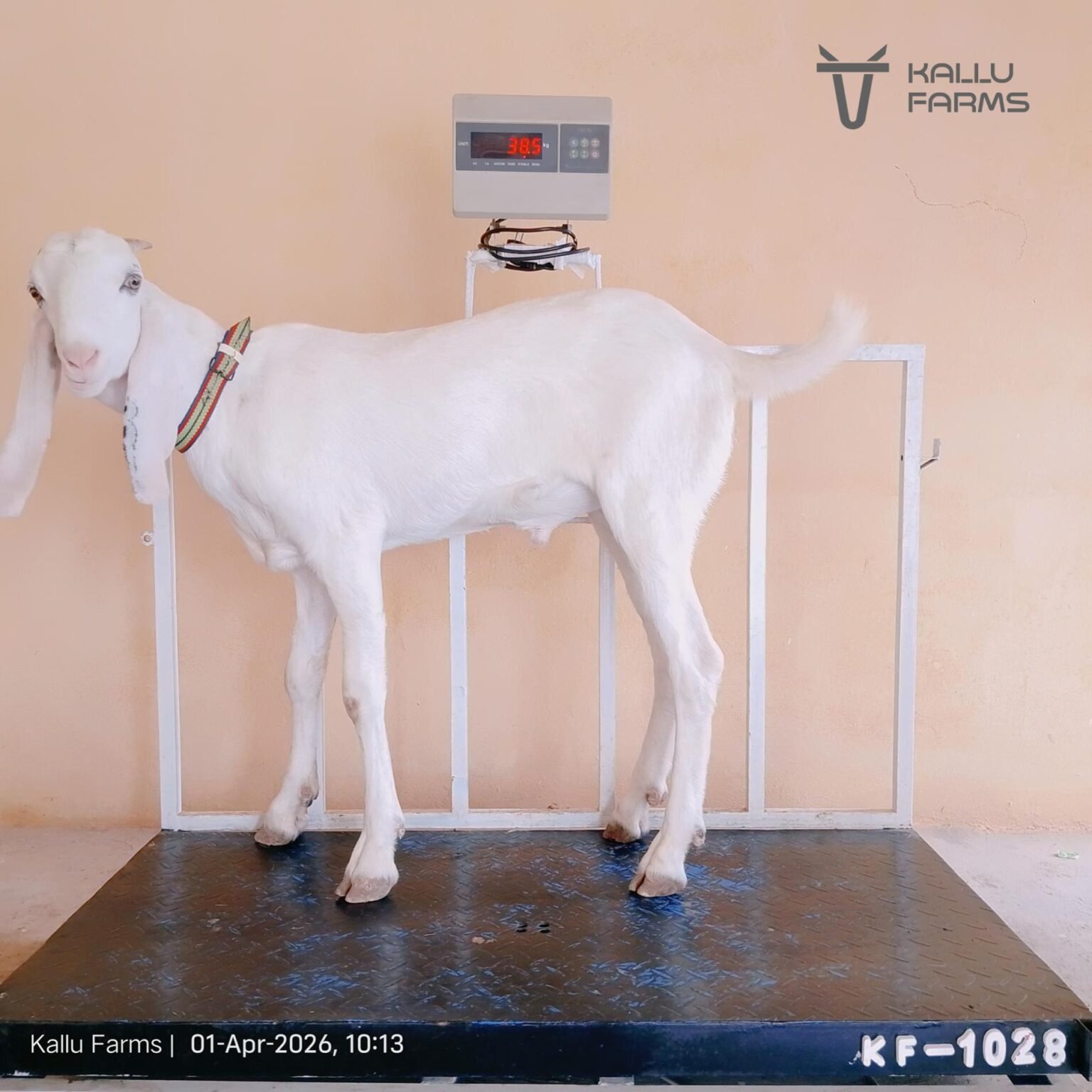 Top Qurbani Bakra for Sale - Buy Online Now