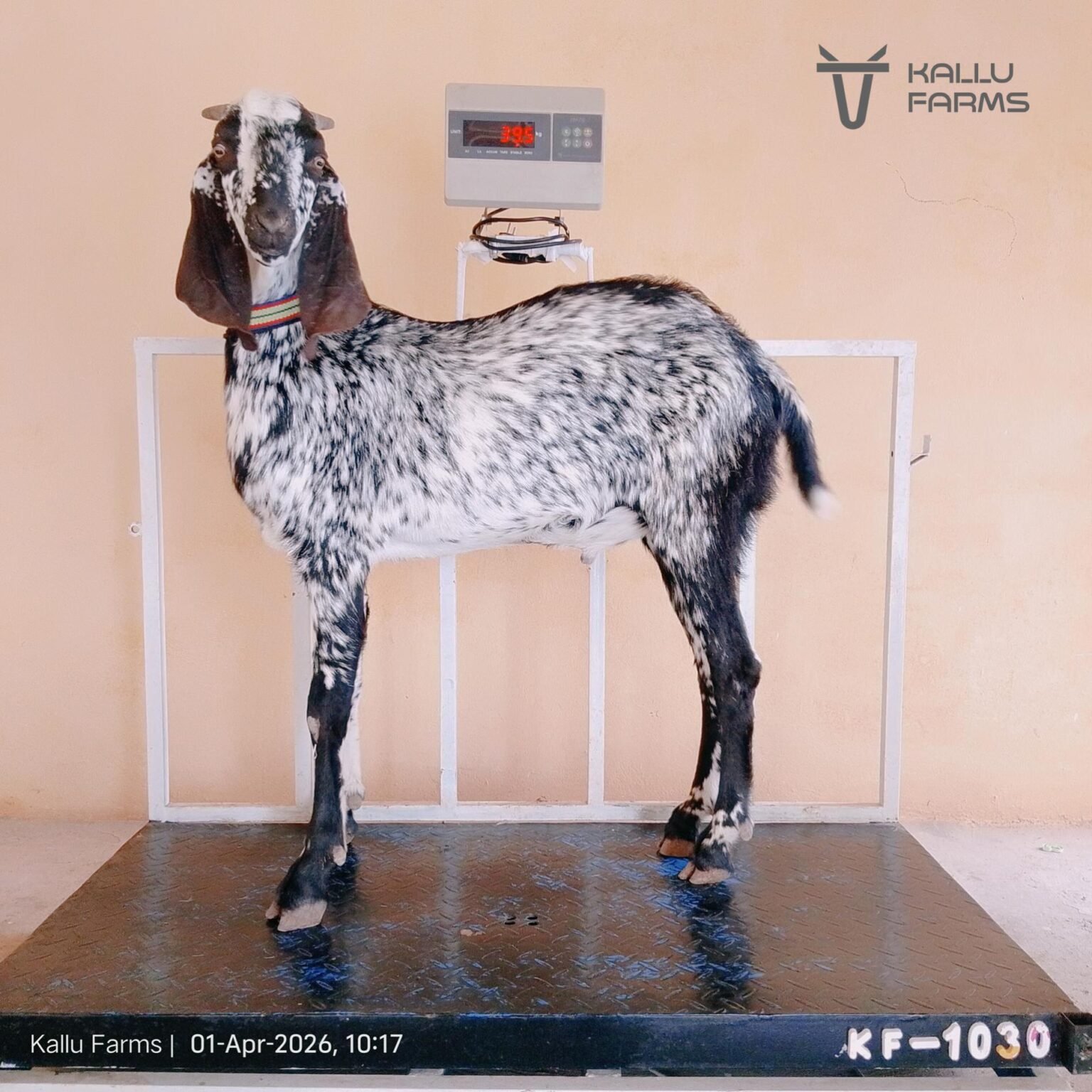 Top Qurbani Bakra for Sale - Buy Online Now
