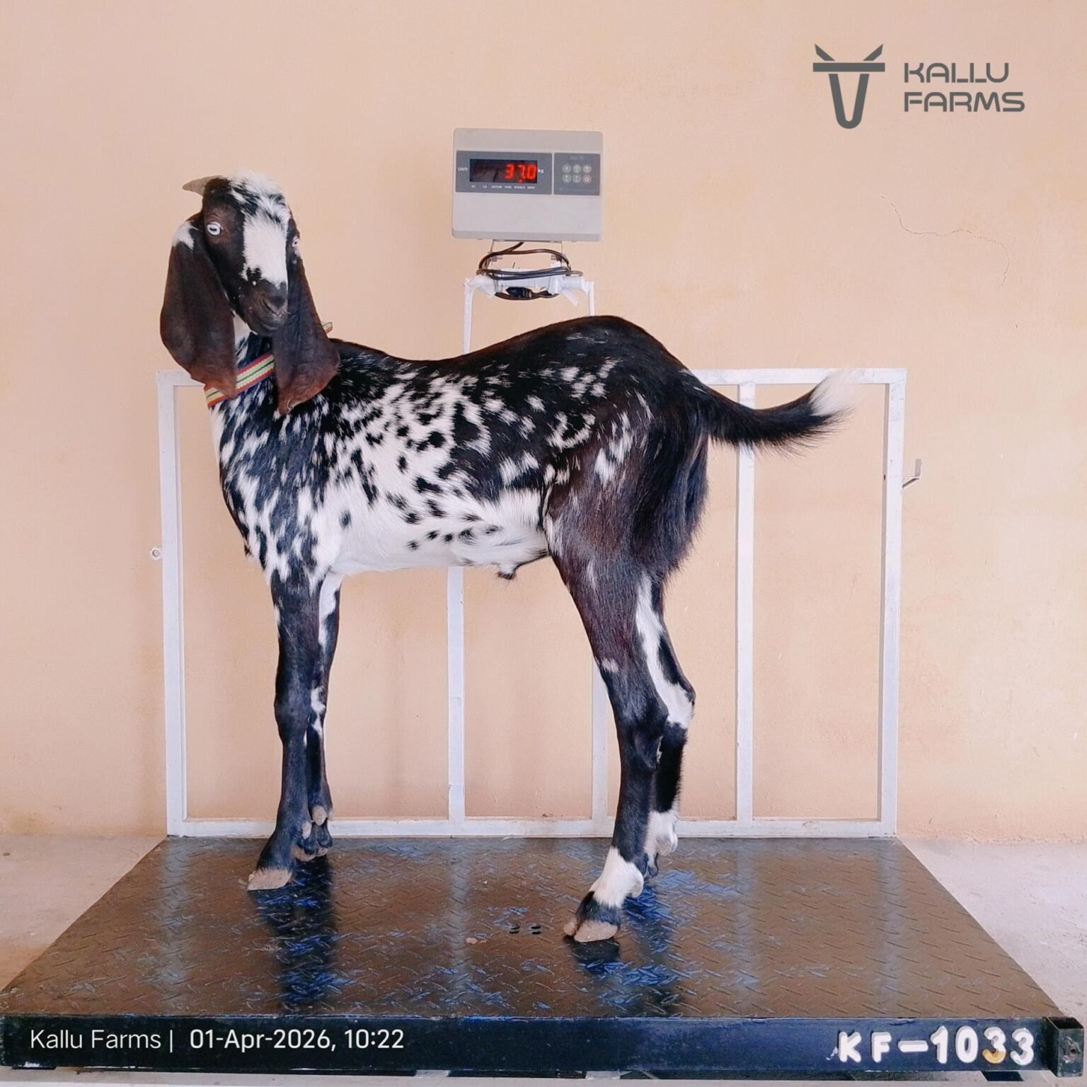Top Qurbani Bakra for Sale - Buy Online Now