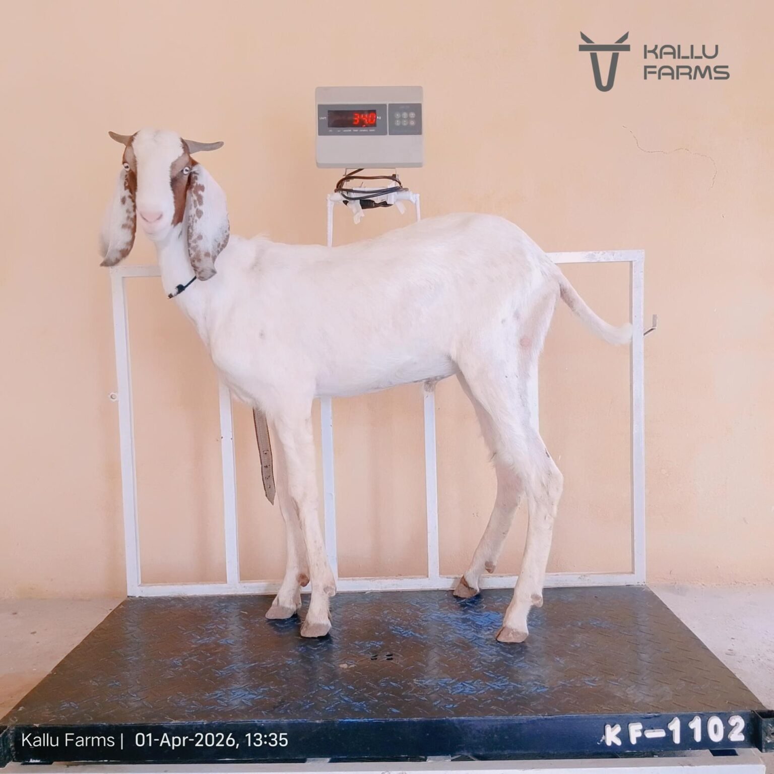 Top Qurbani Bakra for Sale - Buy Online Now